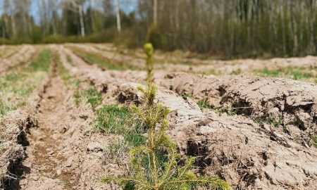 Bolt uzsāk Zaļā plāna īstenošanu, iestādot 5000 kokus Latvijā