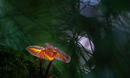 "Sony World Photography Awards" Nacionālo balvu saņem baušķenieks Jānis Paļulis