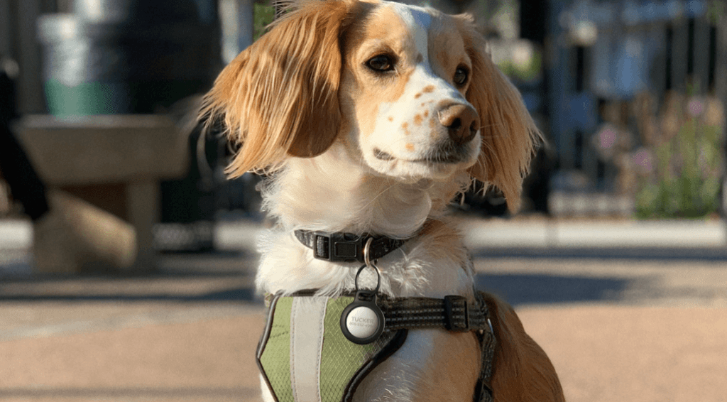 Airtag sensors sunim