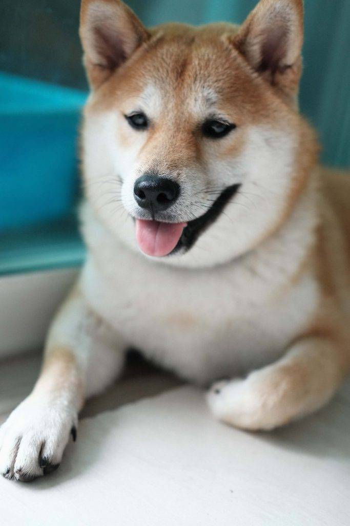 Shiba Inu šķirnes suns