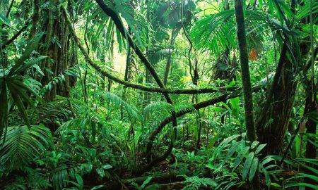 Amazones džungļi – vēl joprojām pilni ar nezināmo