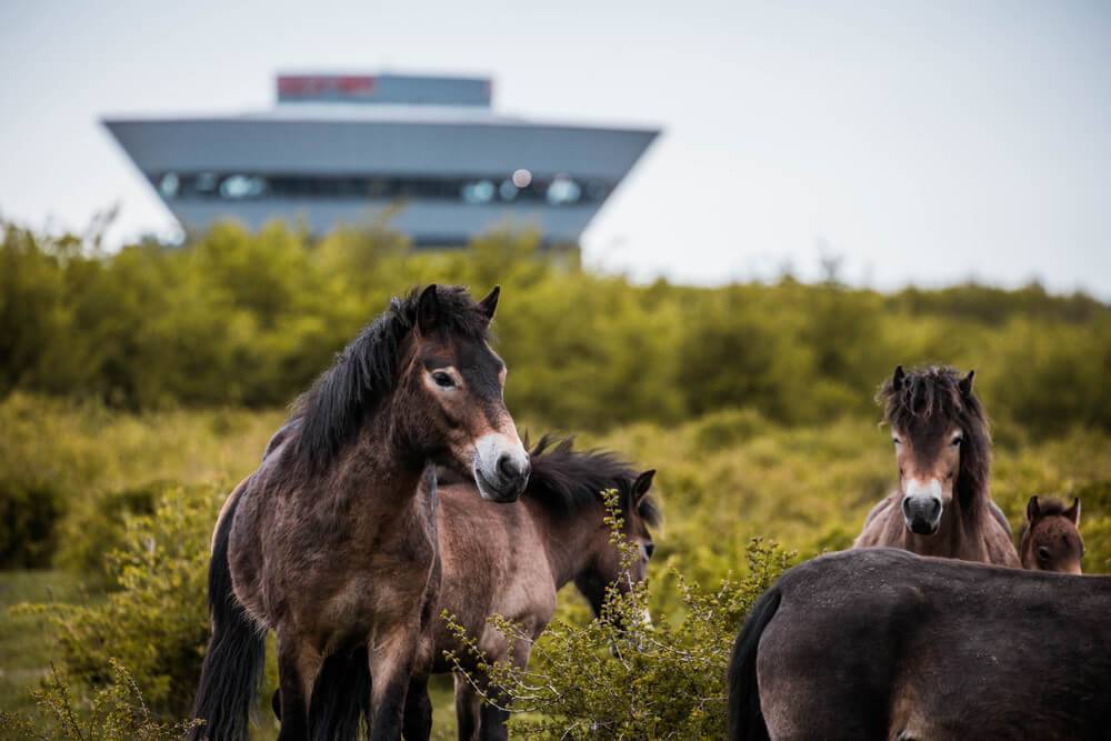 2030. gadā pilnībā elektrisko “Porsche” īpatsvars pārsniegs 80% 5 2030. gadā pilnībā elektrisko “Porsche” īpatsvars pārsniegs 80%