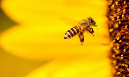 Kas notiktu, ja bites izmirtu?