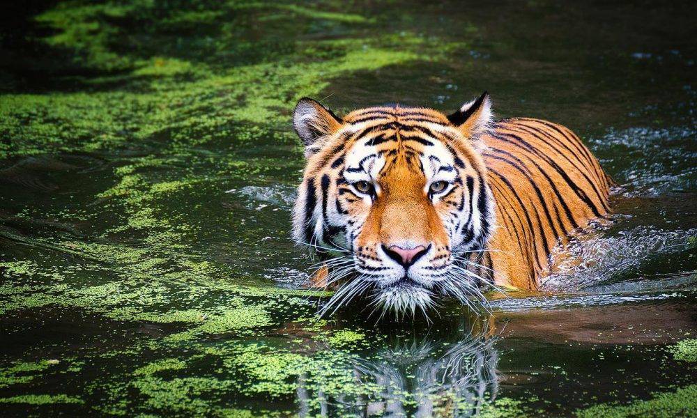 Tīģeru diena - interesanti fakti par svītrainajiem dzīvniekiem