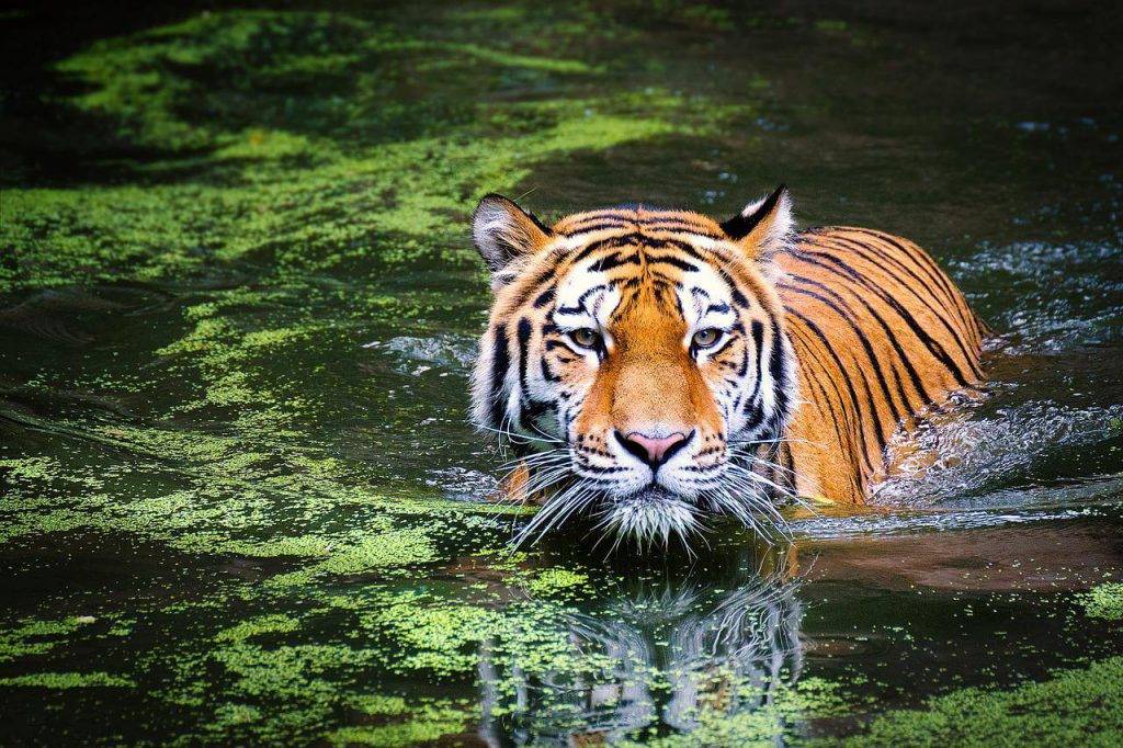 Tīģeru diena - interesanti fakti par svītrainajiem dzīvniekiem