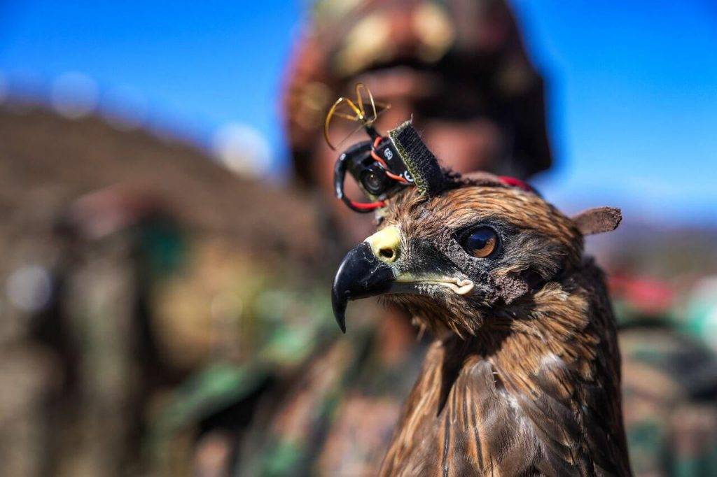 Indijas militāristi aprīko putnus ar 40 USD vērtām AliExpress kamerām 5 Indijas militāristi aprīko putnus ar 40 USD vērtām AliExpress kamerām