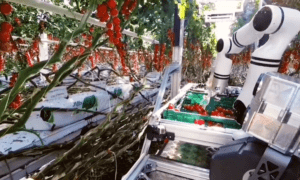 Šveices jaunuzņēmuma Floating Robotics robots novāc tomātu ražu siltumnīcās (video)