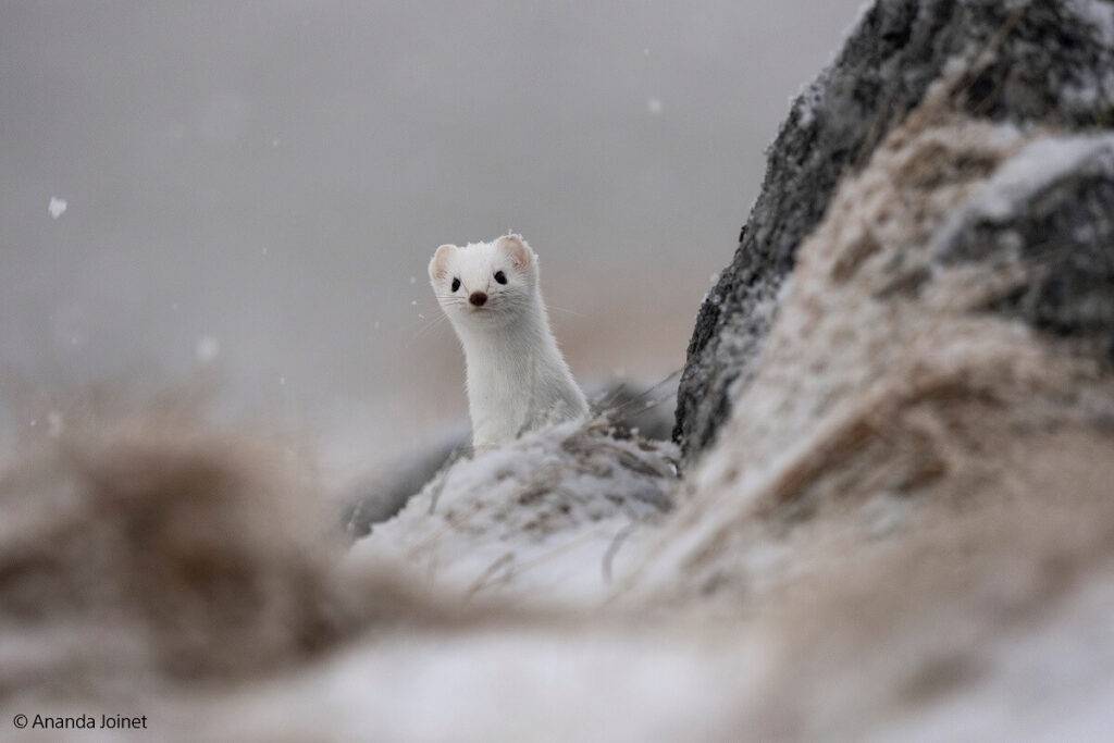 Sony laiž klajā savu pirmo 800 mm supertelefoto tālummaiņas G objektīvu™ -  FE 400-800mm F6.3-8 G 