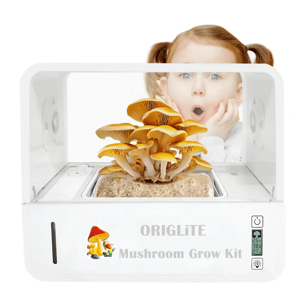 Preces no Aliexpress: Mushroom Grow Kit