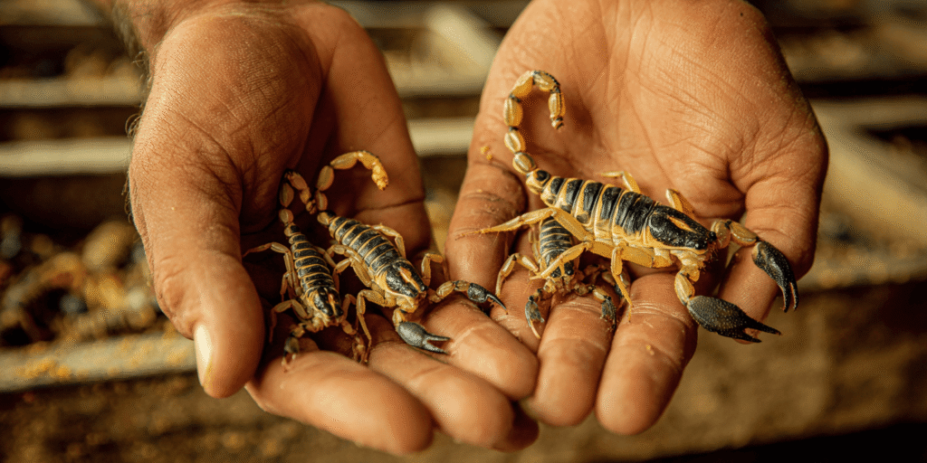 Skorpiona inde – dārgāka par zeltu. Bizness, kas nes miljonus!