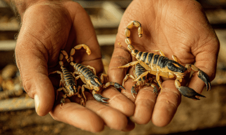 Skorpiona inde – dārgāka par zeltu. Bizness, kas nes miljonus!