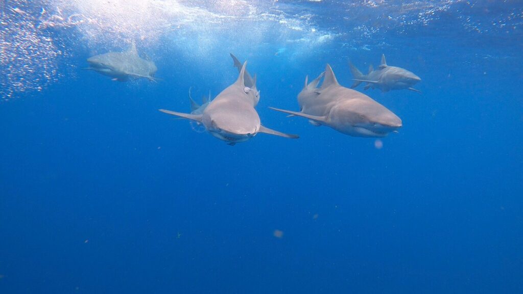 Misija: izdzīvot. Trīs patiesi stāsti par dabas nesatricināmo spēku cīņā starp dzīvību un nāvi 