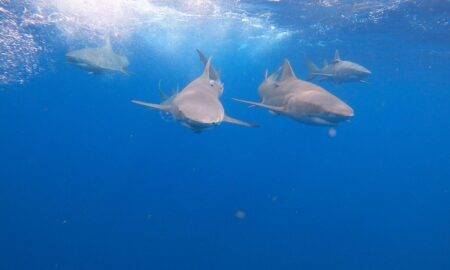 Misija: izdzīvot. Trīs patiesi stāsti par dabas nesatricināmo spēku cīņā starp dzīvību un nāvi