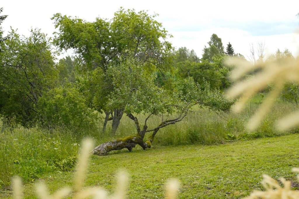 Ābeļdārzs, Purvītis