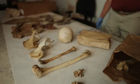 Vienīgie pierādījumi: kaste kaulu 