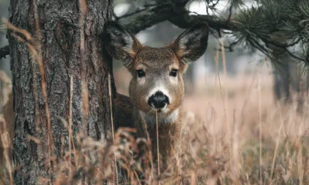 Sadursmes ar dzīvniekiem