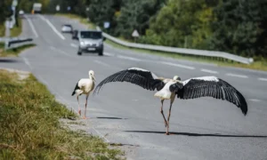Vasaras nogalē pieaug auto sadursmju risks ar jaunajiem stārķiem