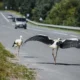 Vasaras nogalē pieaug auto sadursmju risks ar jaunajiem stārķiem